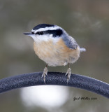 Red-breasted Nuthatch