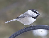 Mountain Chickadee