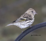 Pine Siskin
