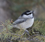 Mountain Chickadee