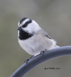 Mountain Chickadee