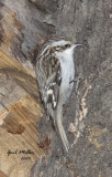 Brown Creeper