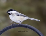 Black-caped Chickadee