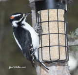Hairy Woodpecker