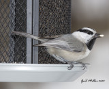 Mountain Chickadee