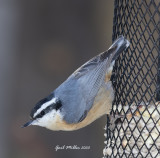 Red-breasted Nuthatch