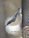 Pygmy Nuthatch