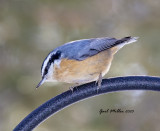 Red-breasted Nuthatch