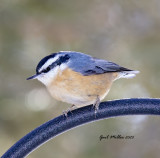 Red-breasted Nuthatch