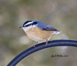 Red-breasted Nuthatch