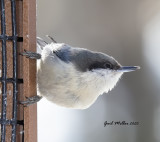 Pygmy Nuthatch