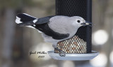 Clark's Nutcracker