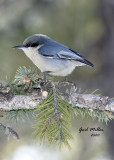 Pygmy Nuthatch