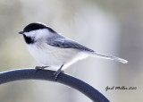 Black-caped Chickadee