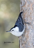 White-breasted Nuthatch
