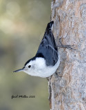 White-breasted Nuthatch