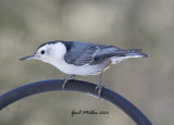 White-breasted Nuthatch