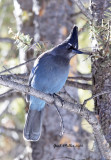 Steller's Jay