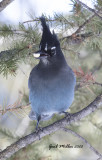 Steller's Jay