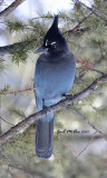Steller's Jay