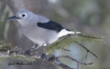 Clark's Nutcracker