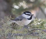 Mountain Chickadee