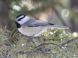Mountain Chickadee