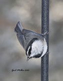 Mountain Chickadee