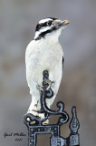 Downy Woodpecker
