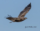 IMG_2635.jpg