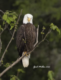 Bald Eagle by Home Depot on Linn's Pond in Conway, AR