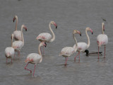 Greater Flamingo (Phoenicopterus roseus) Strre flamingo