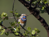 Bluethroat (Luscinia svecica) Blhake