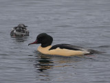 Common Merganser (Mergus merganser) Storskrake