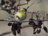 Eurasian Siskin (Spinus spinus) Grnsiska 