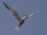 Common Tern	(Sterna hirundo) Fisktrna