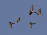 Common Wood Pigeon & Stock dove (Columba palumbus & oenas) Ringduva & Skogsduva