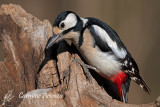 Great spotted woodpecker - dendropocos mayor - picchio maggiore