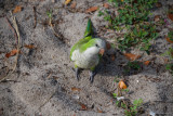 wild Monk Parakeet