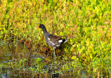 Gallinule duck