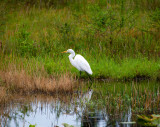 Big Egret