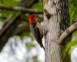 Red-Bellied woodpecker