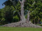 Large root system