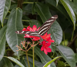 Zebra Longwing  -red flower-