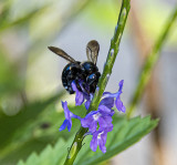 Southern Carpenter Bee  on a blue Porterweed