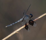 Four Spot Dragonfly