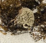 Sea Sponge ..Porifera a sessile animal..