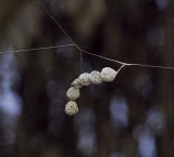 Black Widow spider eggs on a web