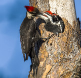 Pileated woodpecker  ..feeding time..
