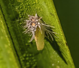 Ormenaria planthopper emerging from its exoskelton